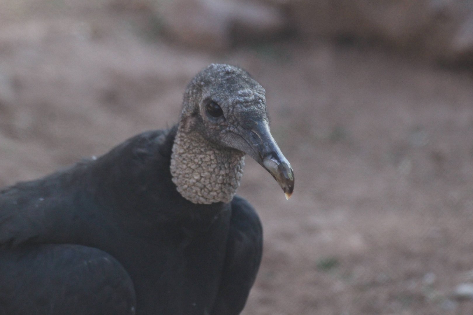 Black Vulture