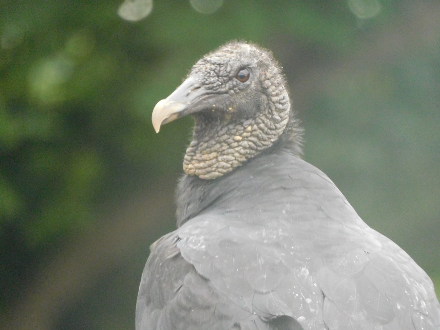 Black vulture