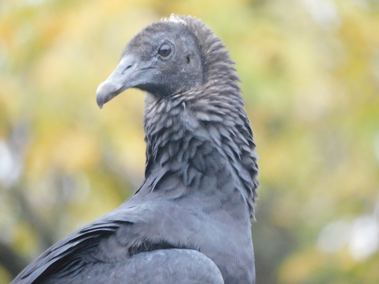 Black vulture