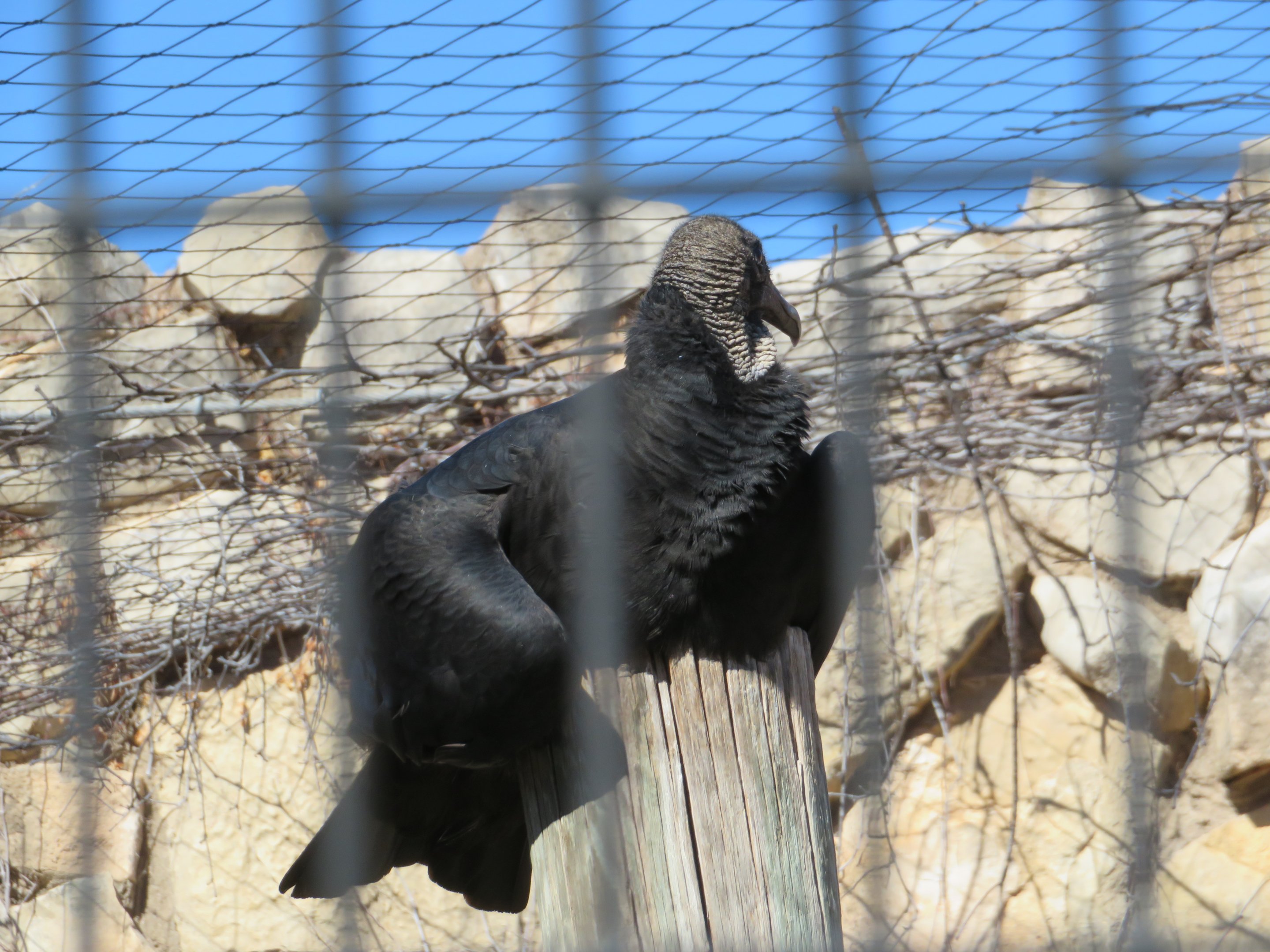 Black Vulture