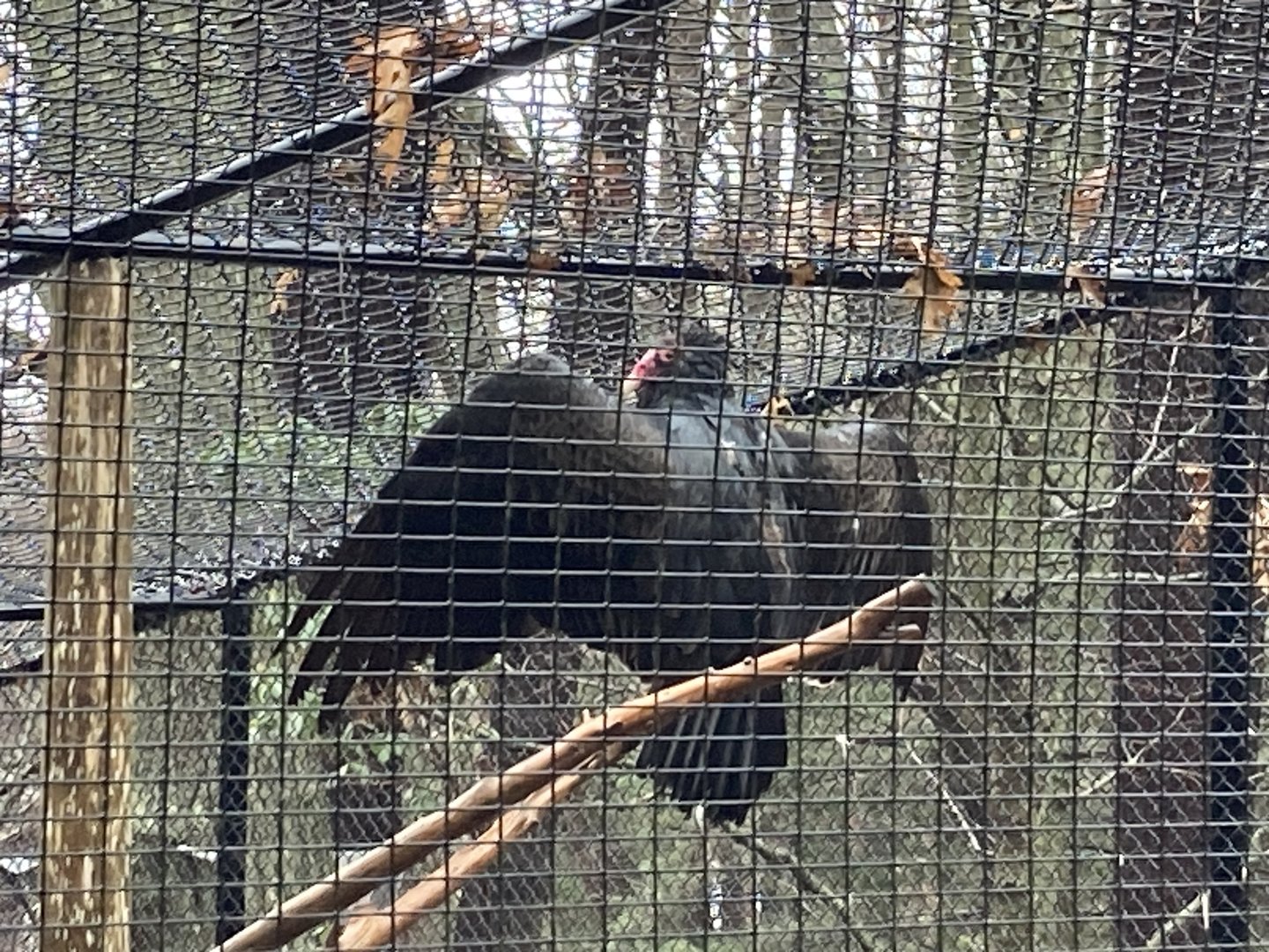 Black Vulture