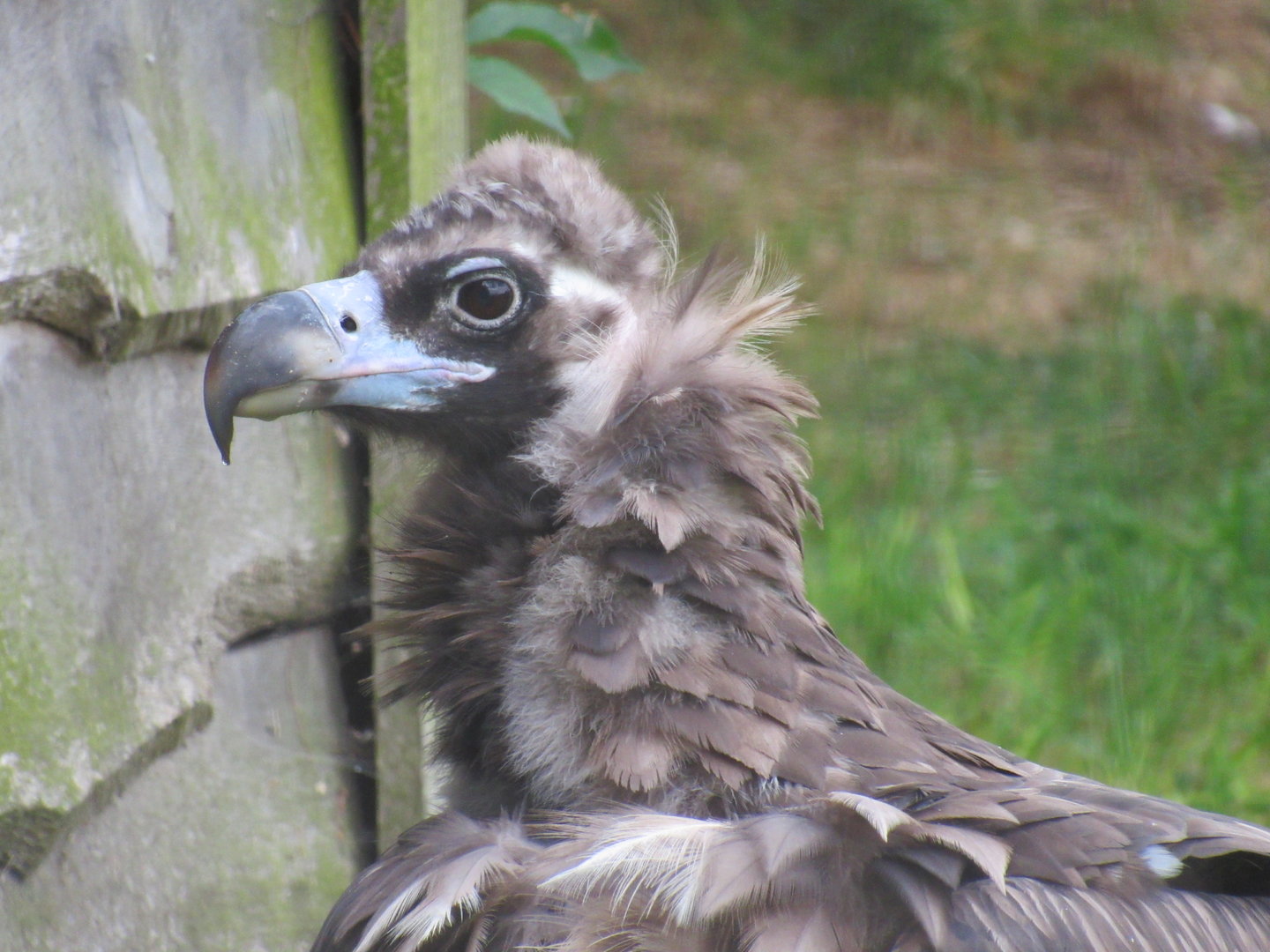 Black Vulture