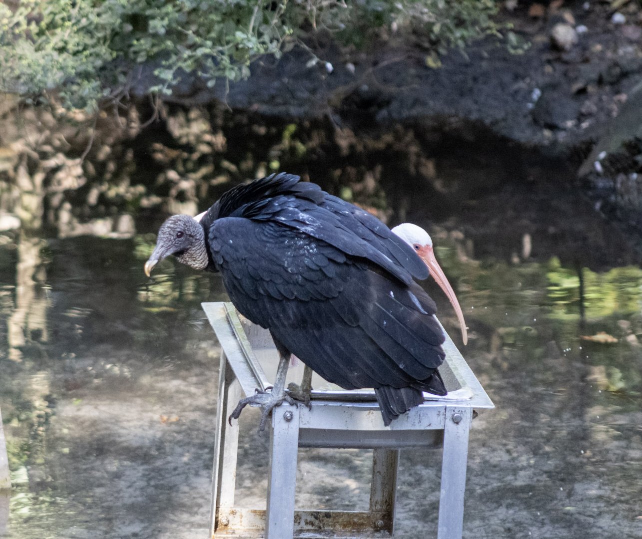 Black Vulture