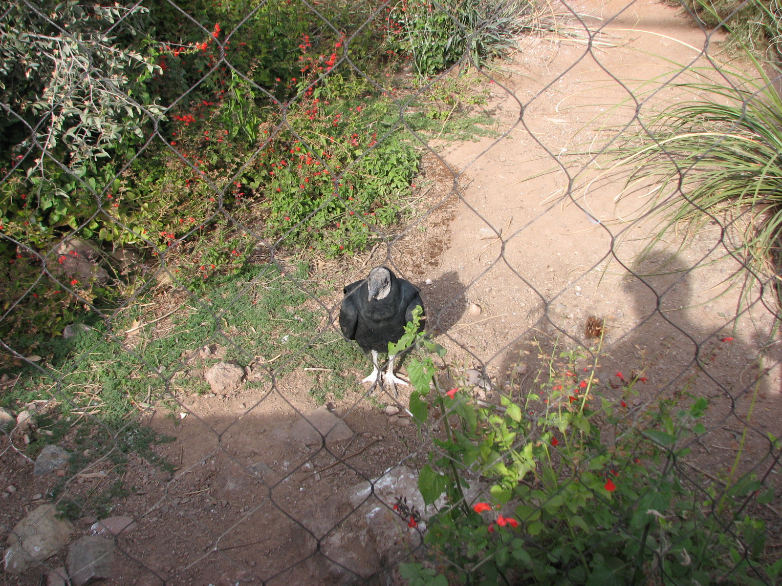Black Vulture
