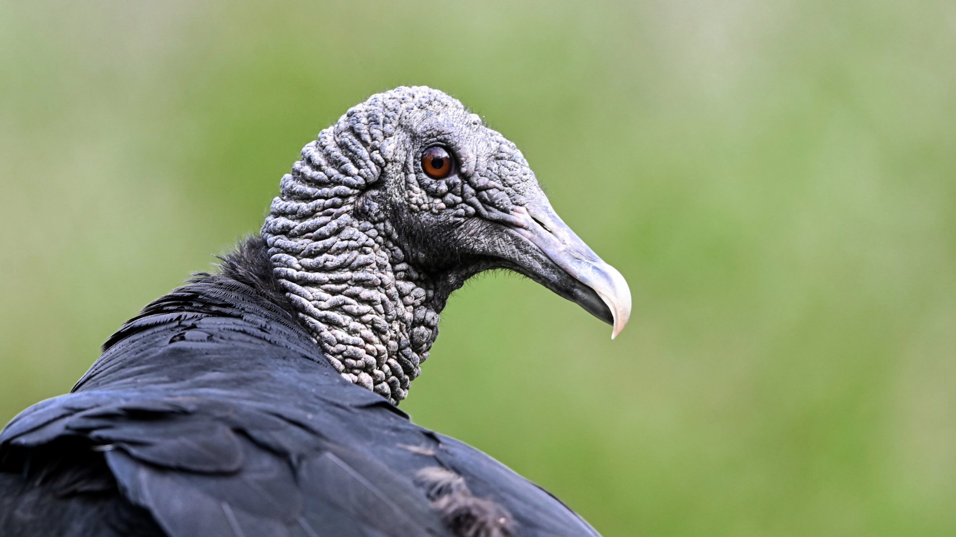 Black vulture