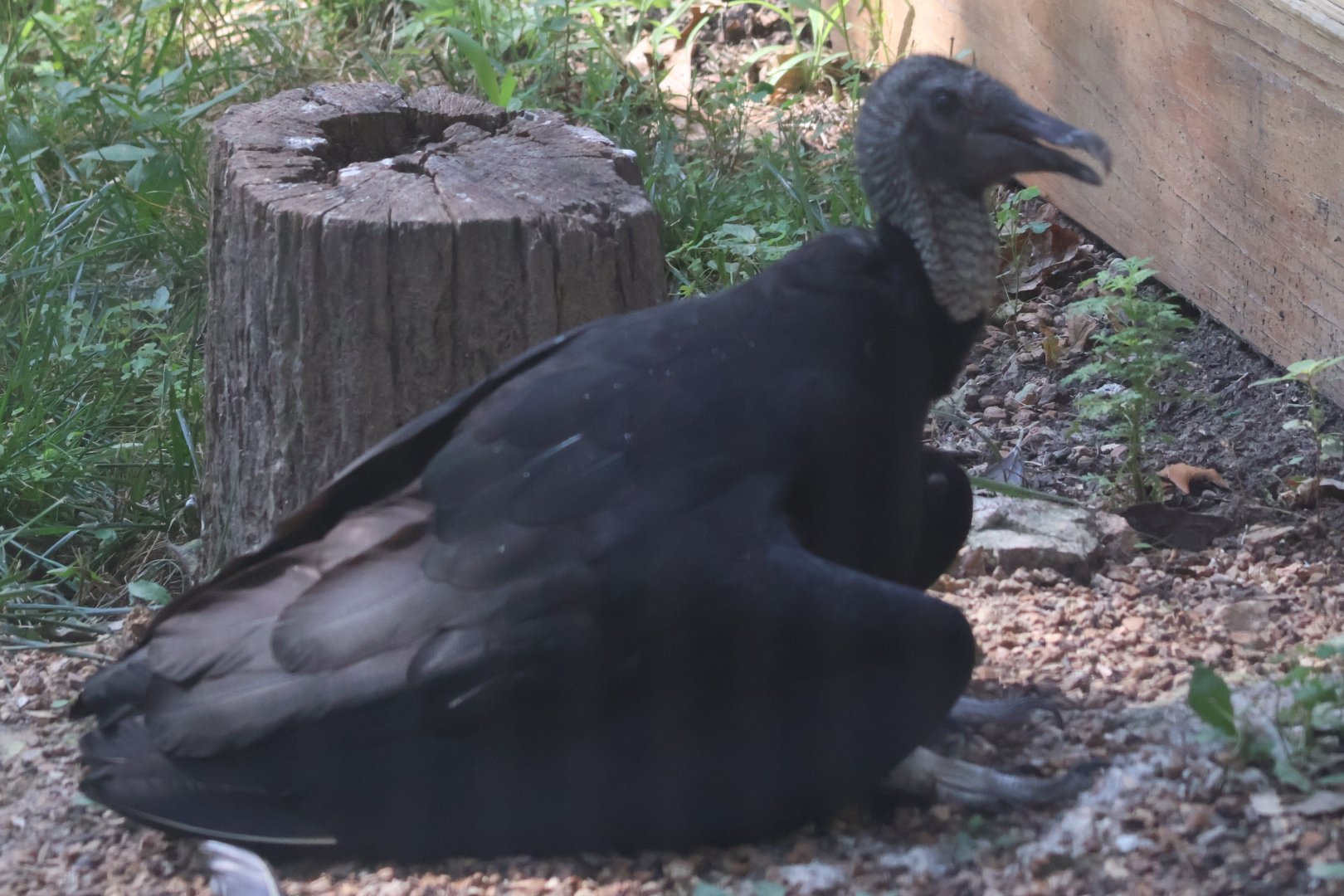 Black vulture