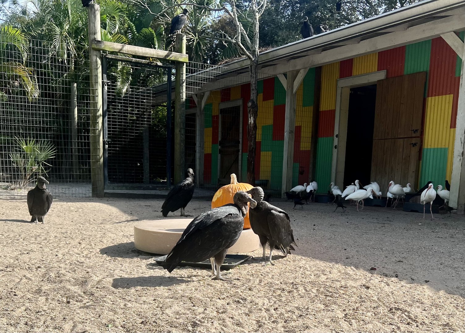 Black Vultures and White Ibisis