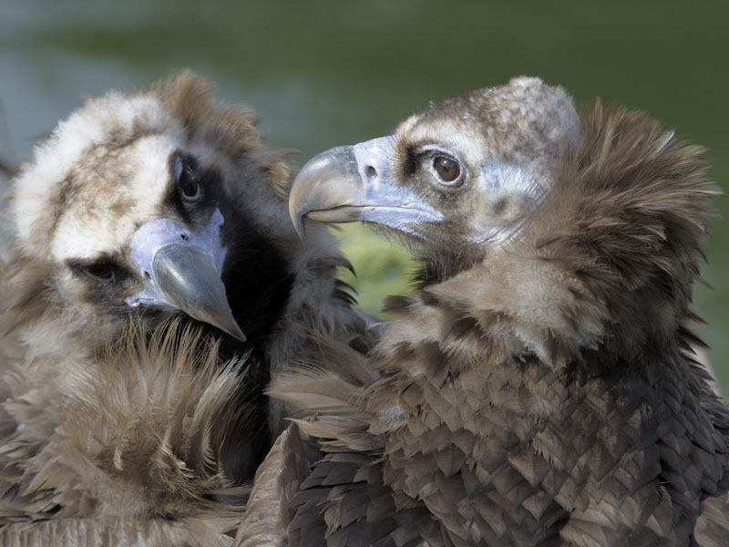 Black vultures at Chester