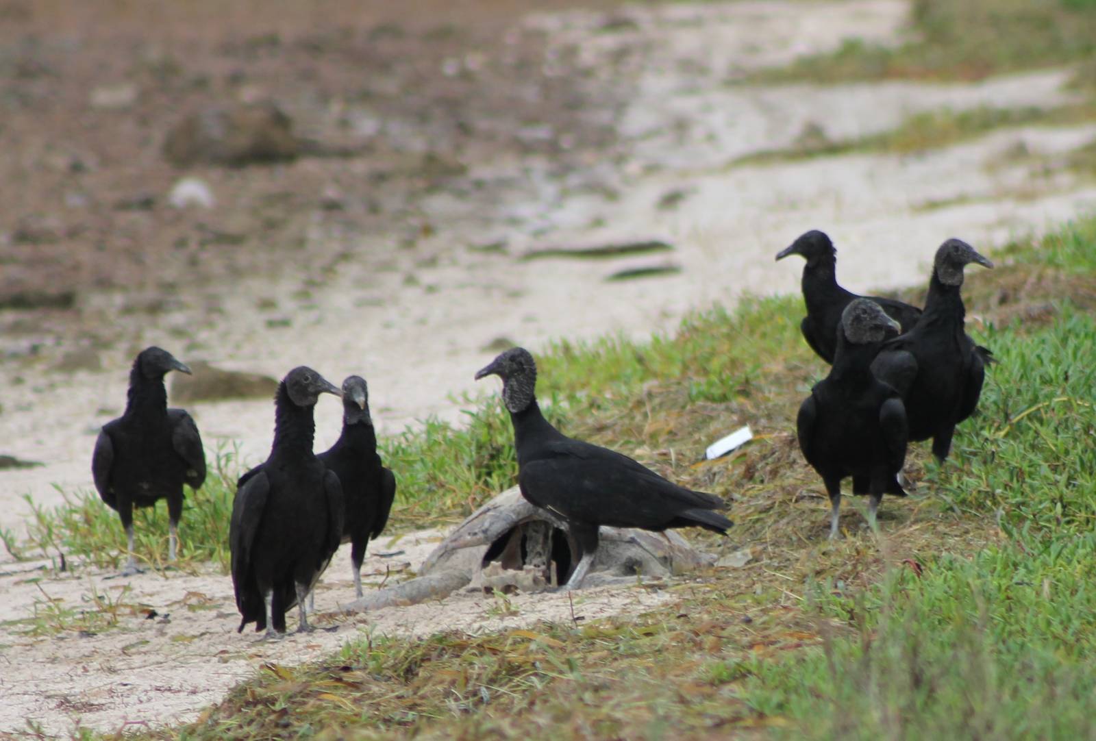 Black vultures with sea-turtle