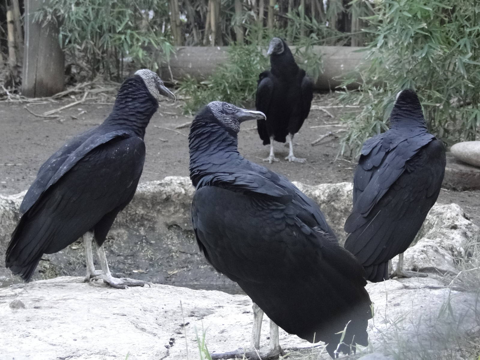Black Vultures