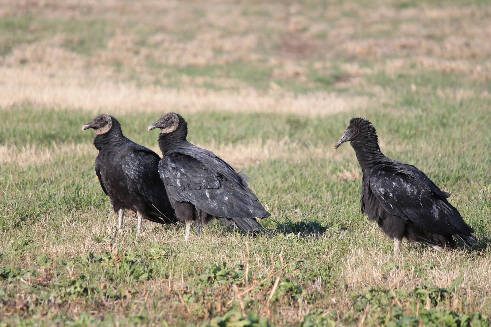 Black Vultures