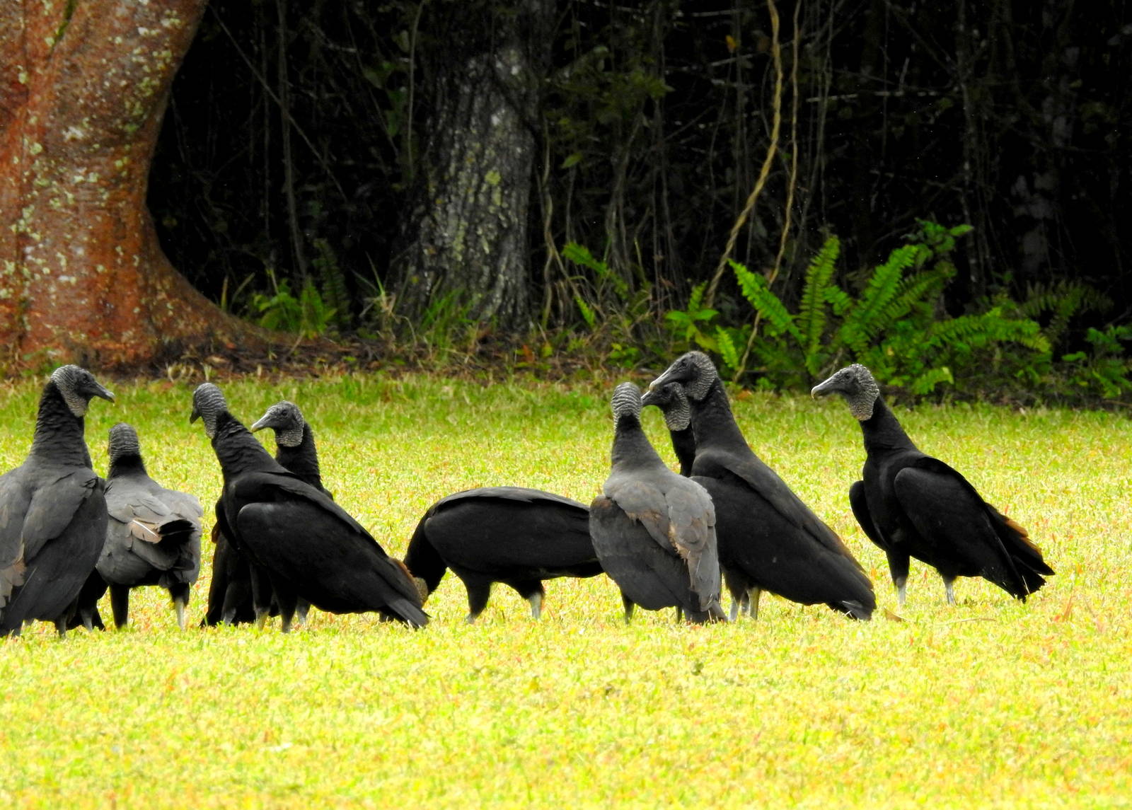 Black Vultures