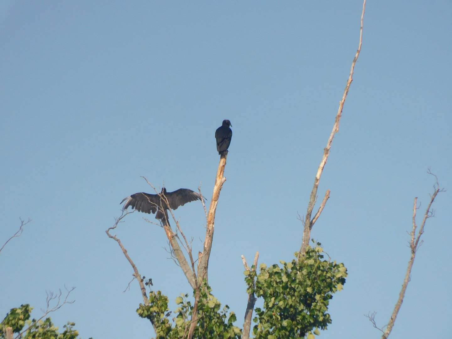 Black vultures