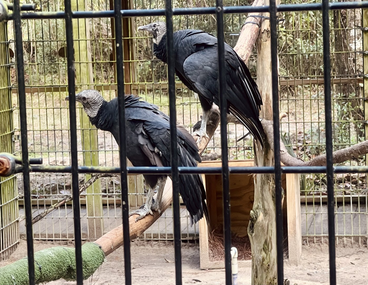 Black Vultures