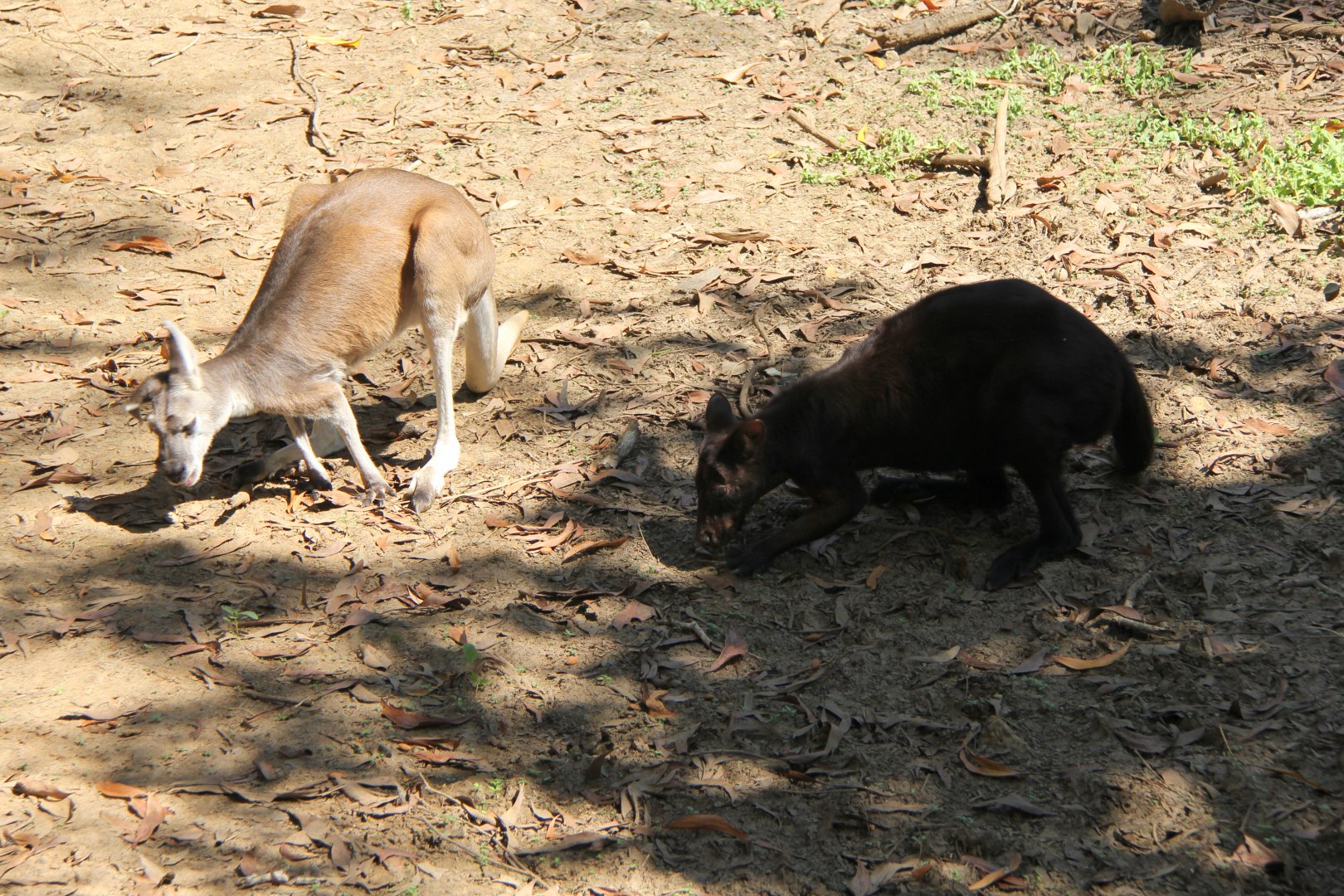 black wallaroo (Macropus bernardus) & Antelopine Wallaroo (Macropus antilopinus)