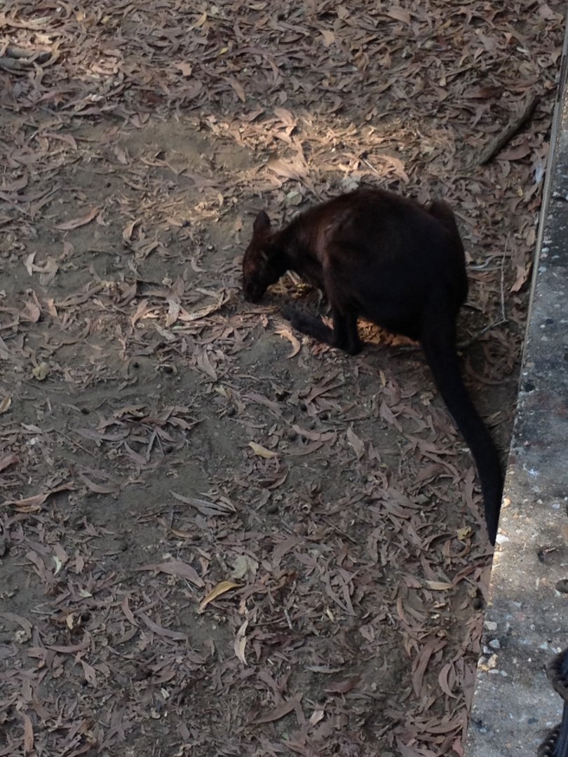 Black Wallaroo (Macropus bernardus)