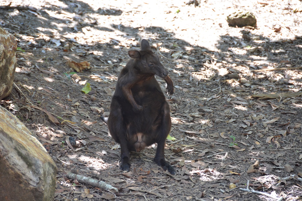 Black wallaroo   Macropus bernardus