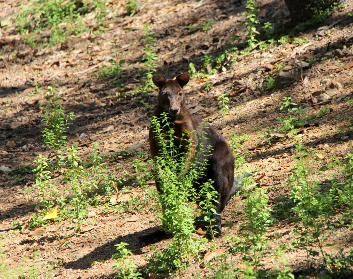 black wallaroo (Macropus bernardus)