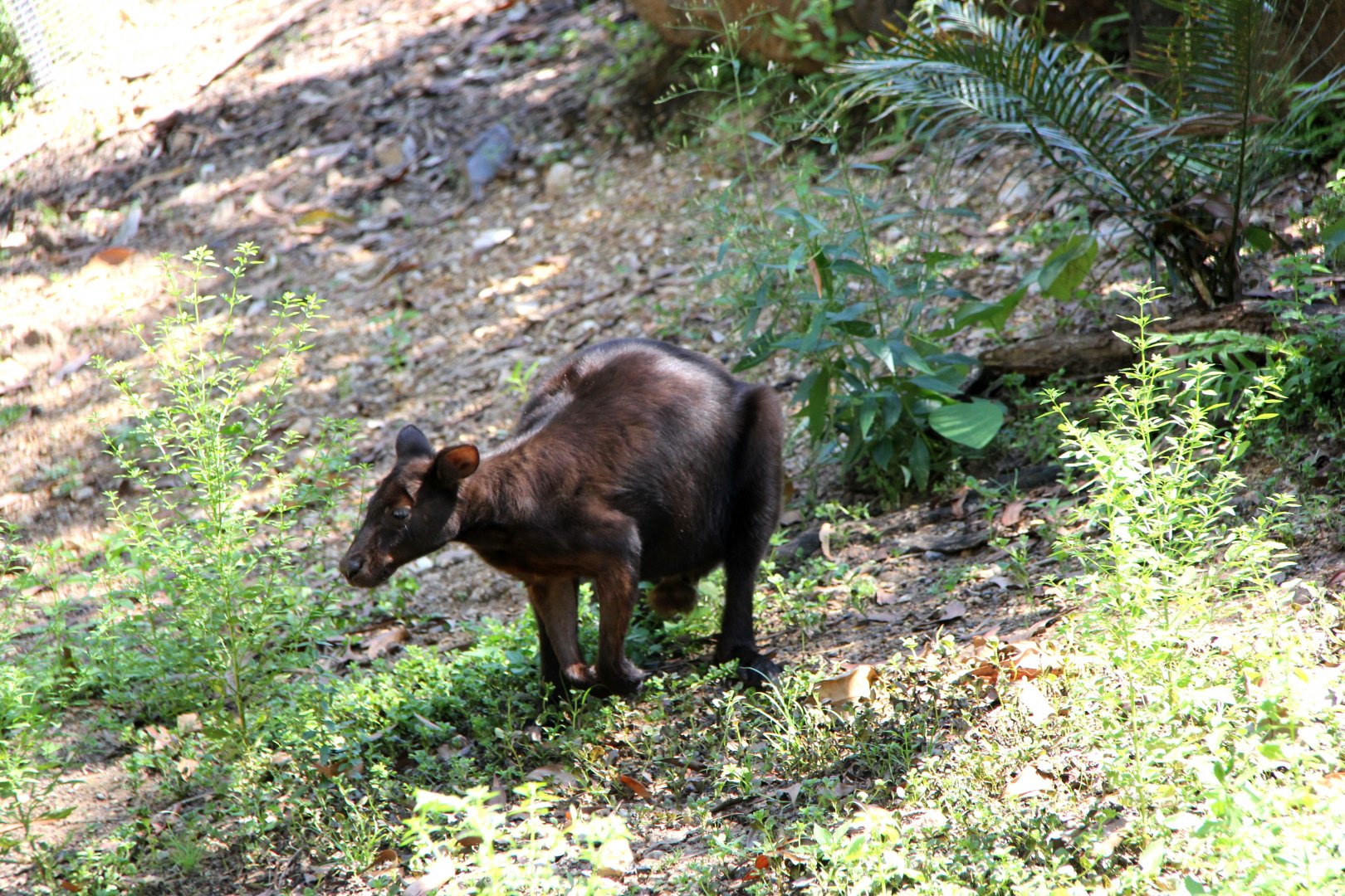 black wallaroo (Macropus bernardus)