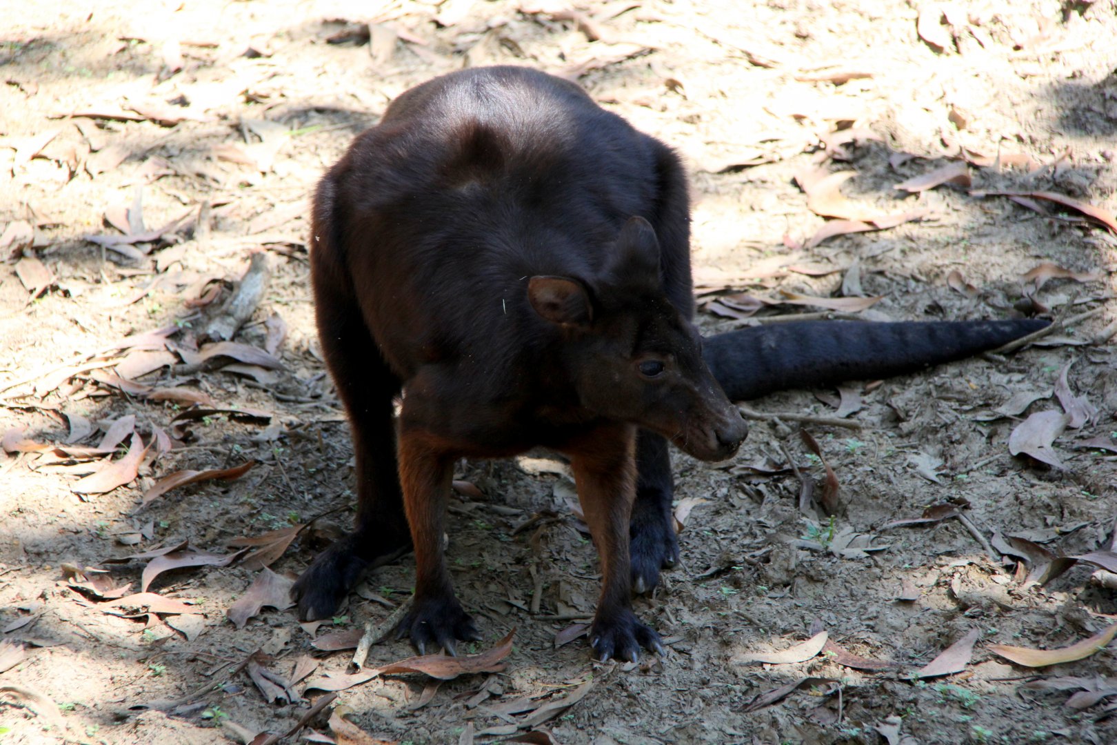 black wallaroo (Macropus bernardus)
