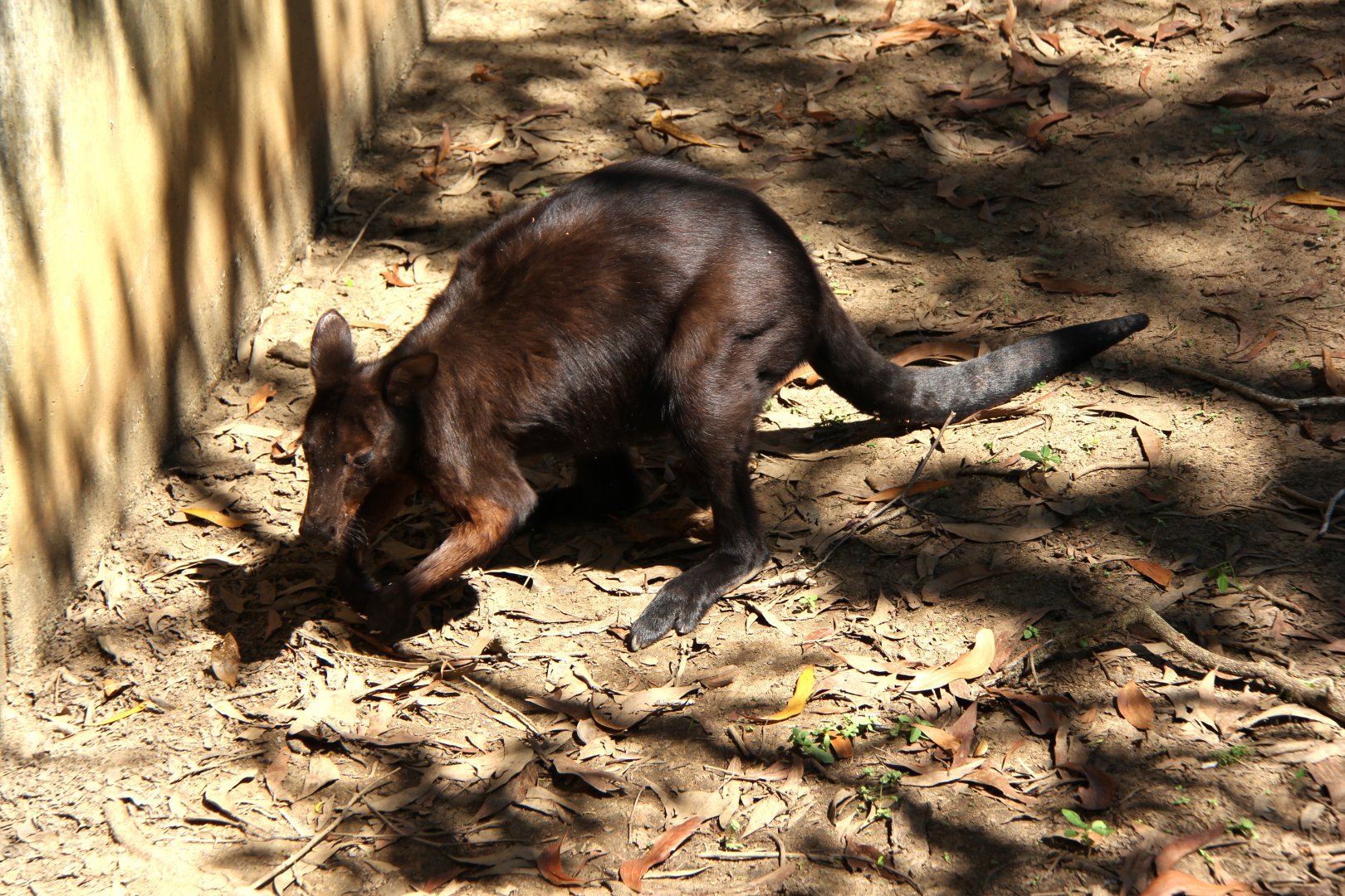 black wallaroo (Macropus bernardus)