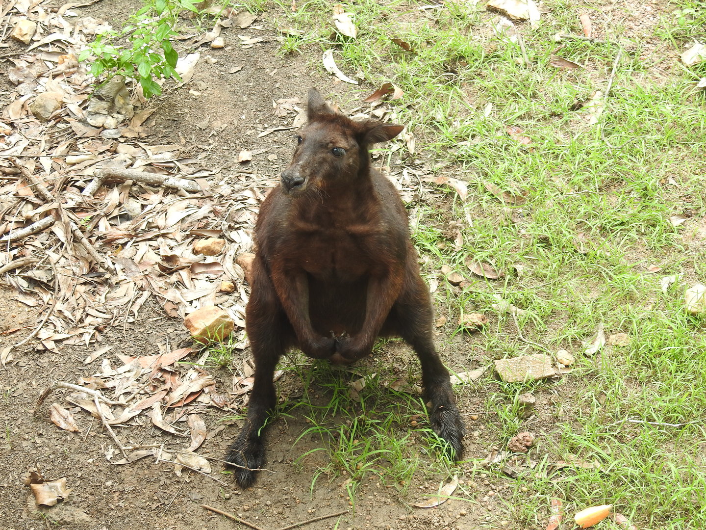 Black Wallaroo