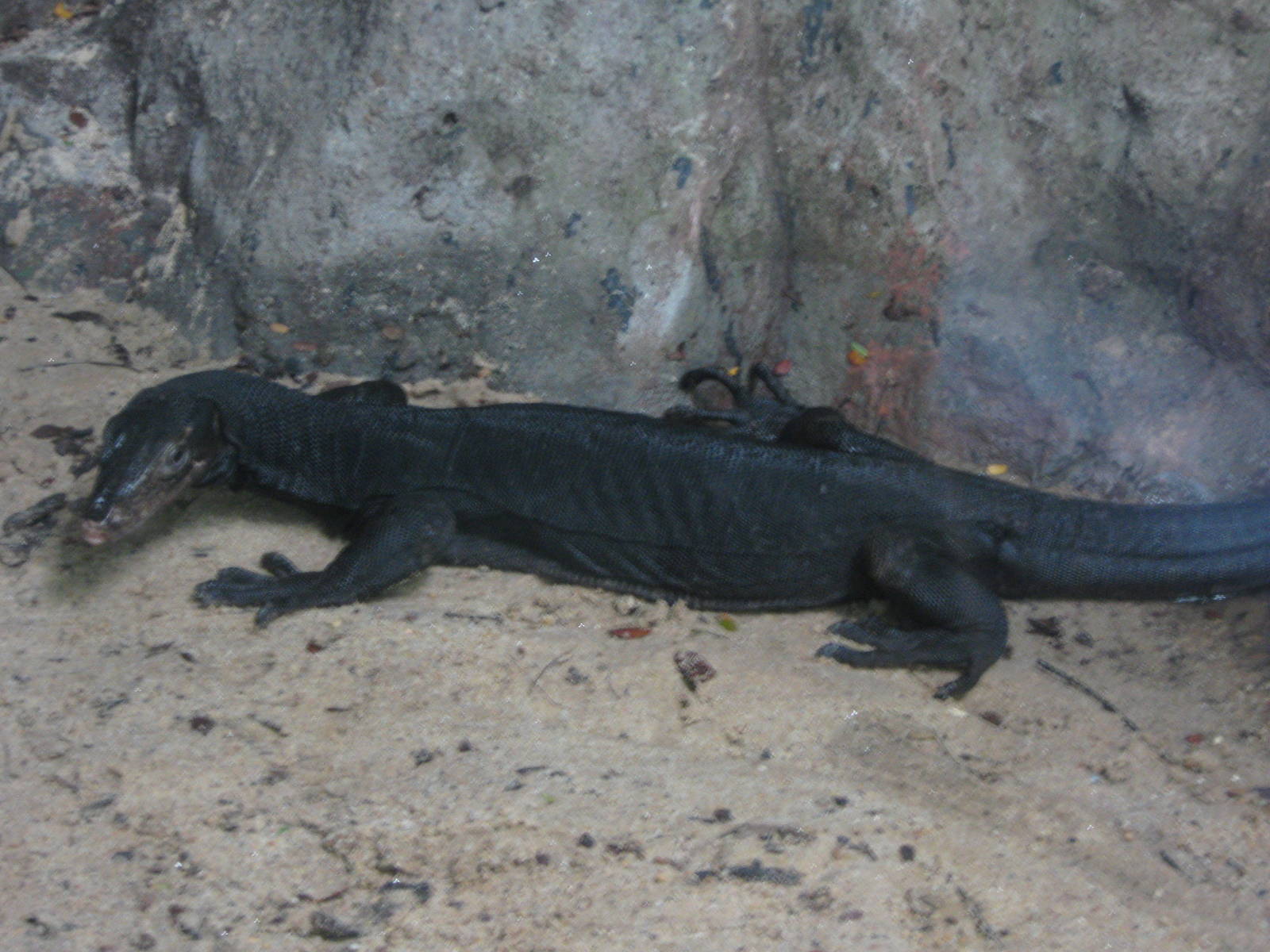 black water monitor