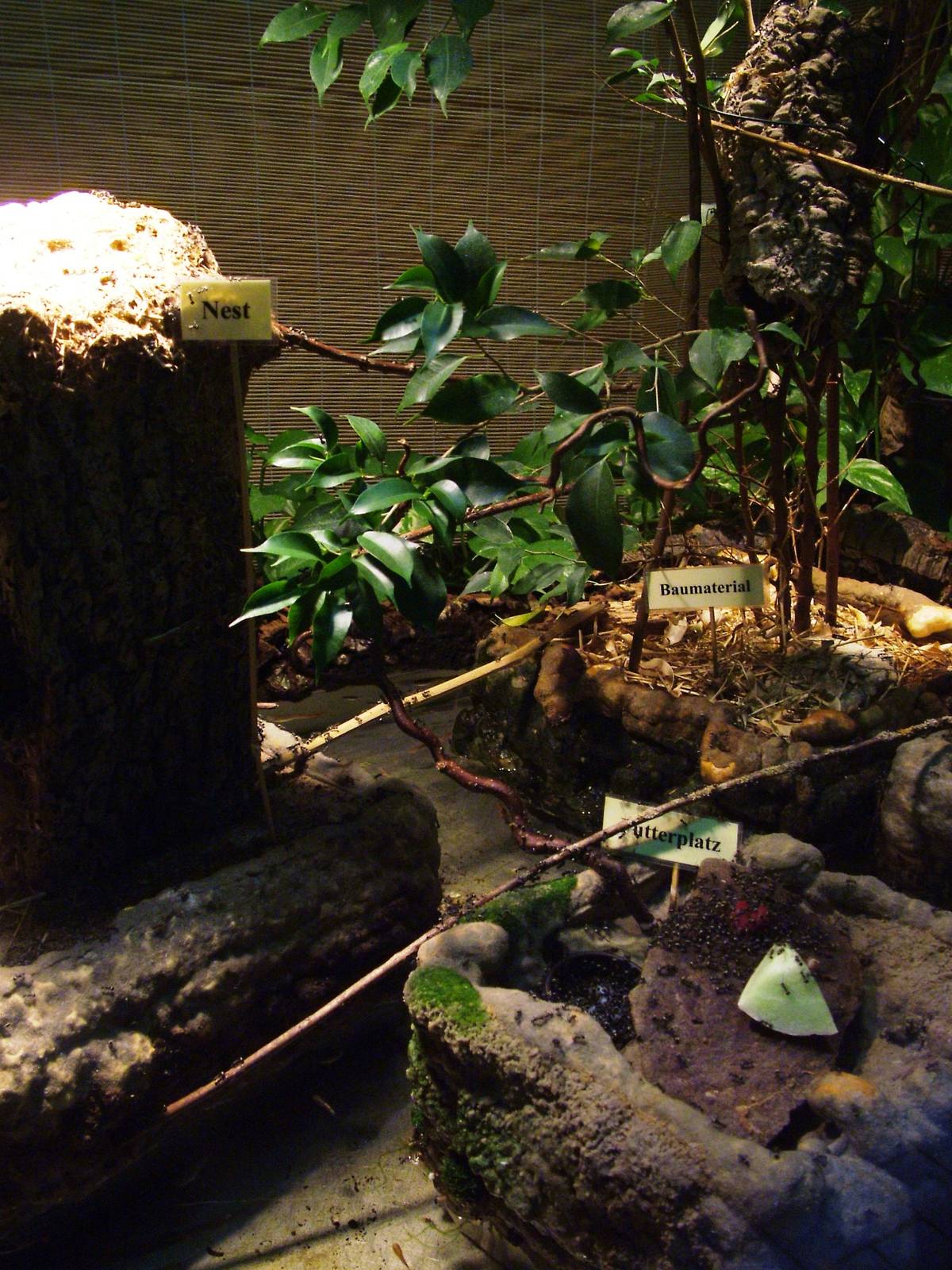 Black Weaver Ant Exhibit at Rheine, 03/06/12