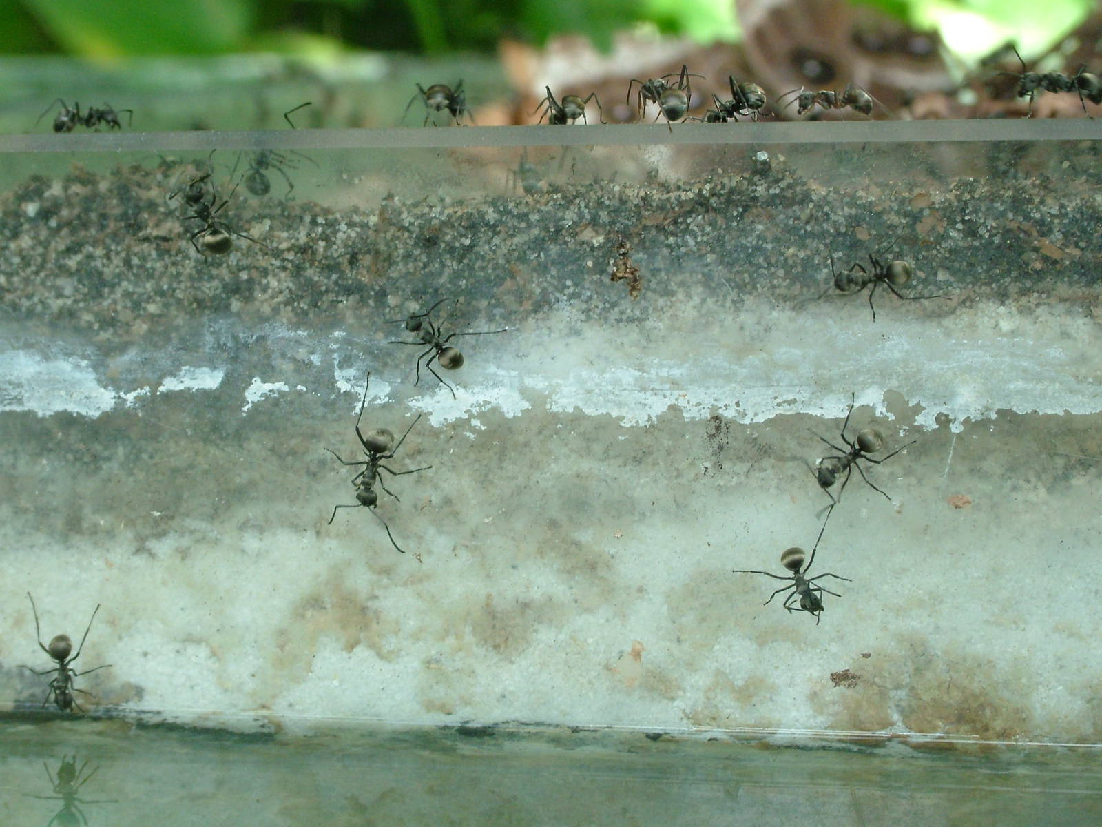 Black Weaver Ants at Berlin Zoo Aquarium, 31/08/11