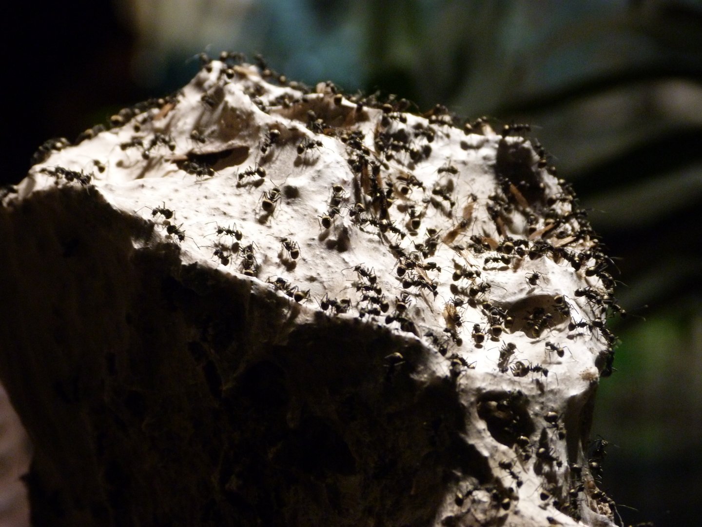 Black weaver ants -Tierpark Berlin (2024)