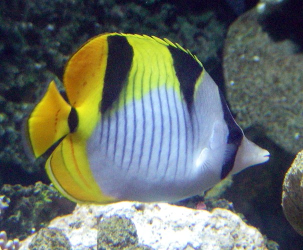 Black-wedged Butterflyfish (Chaetodon falcula)