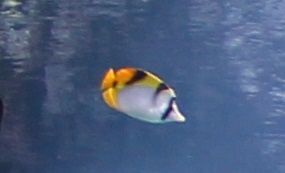 Black-wedged butterflyfish - Chaetodon falcula