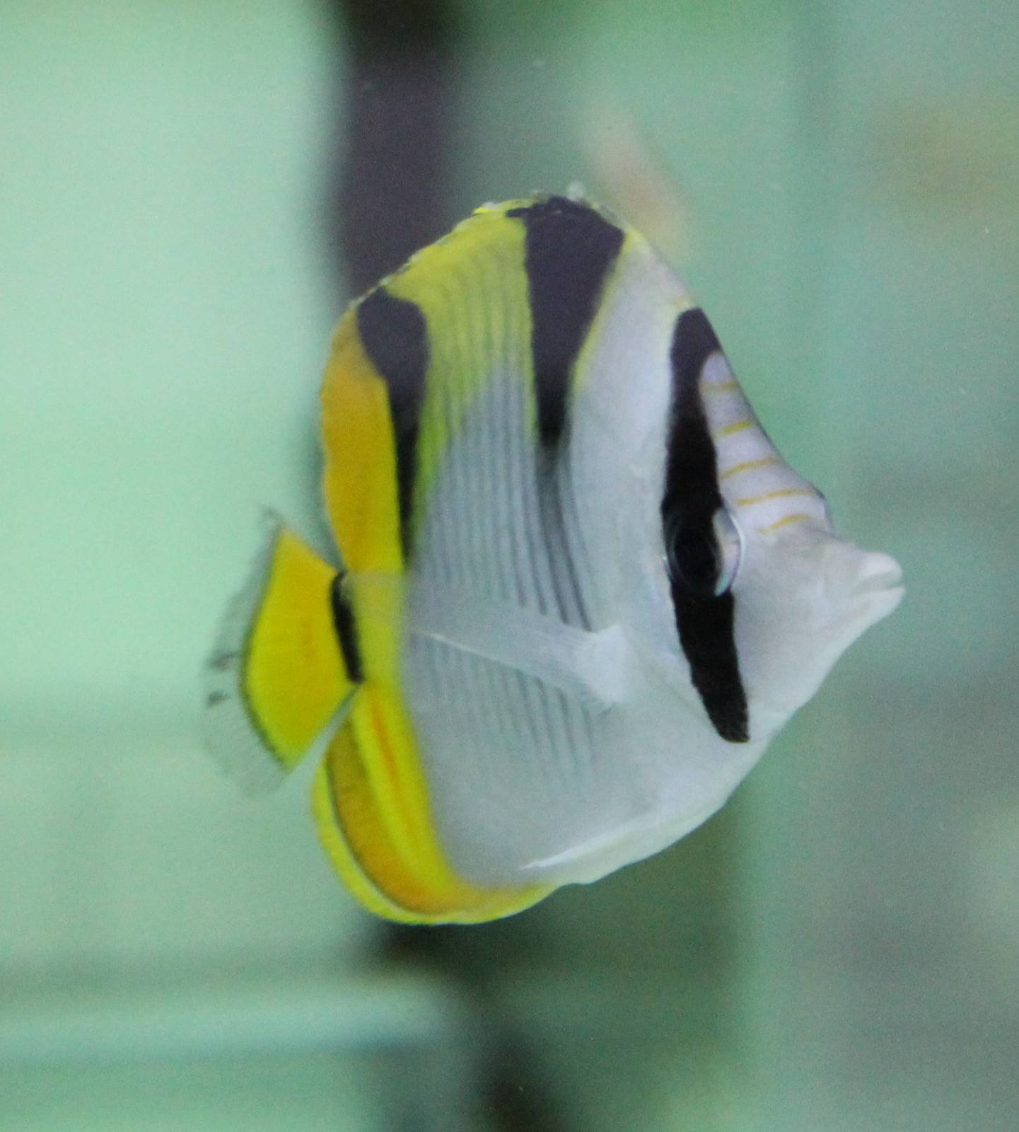 Black-wedged butterflyfish