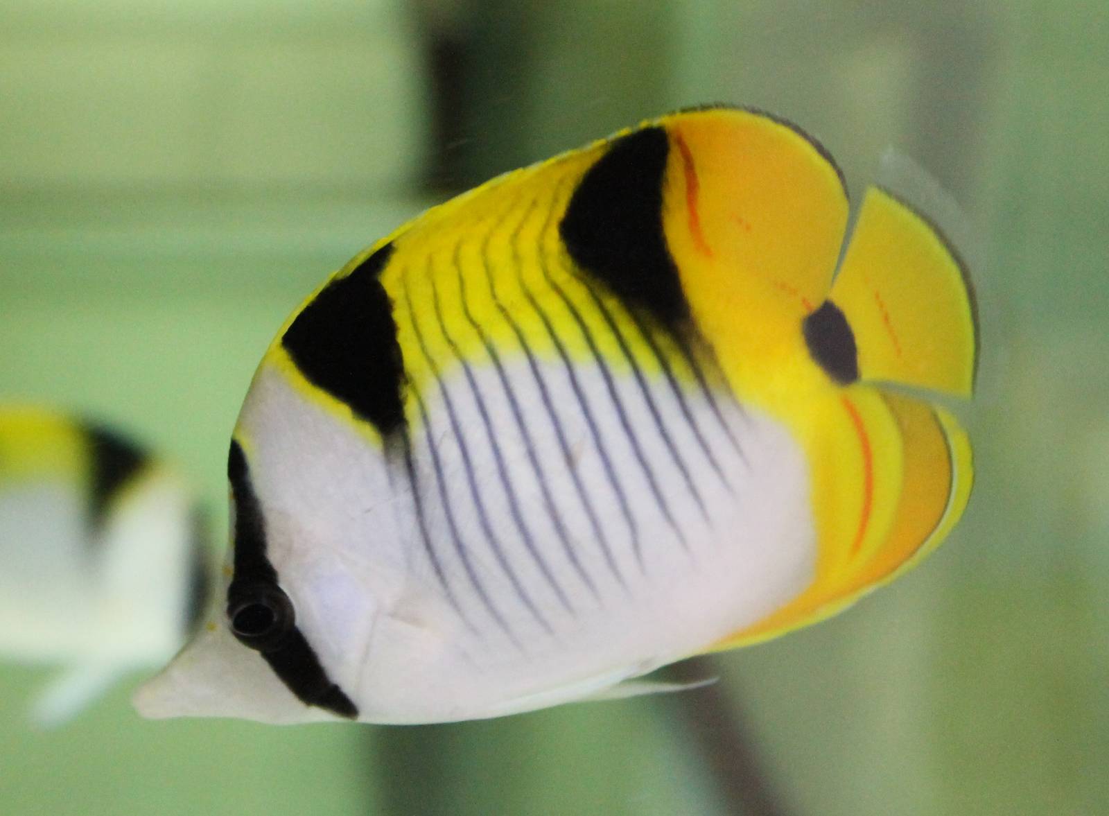 Black-wedged butterflyfish