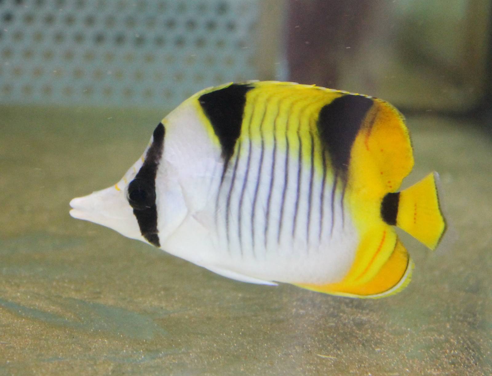 Black-wedged butterflyfish