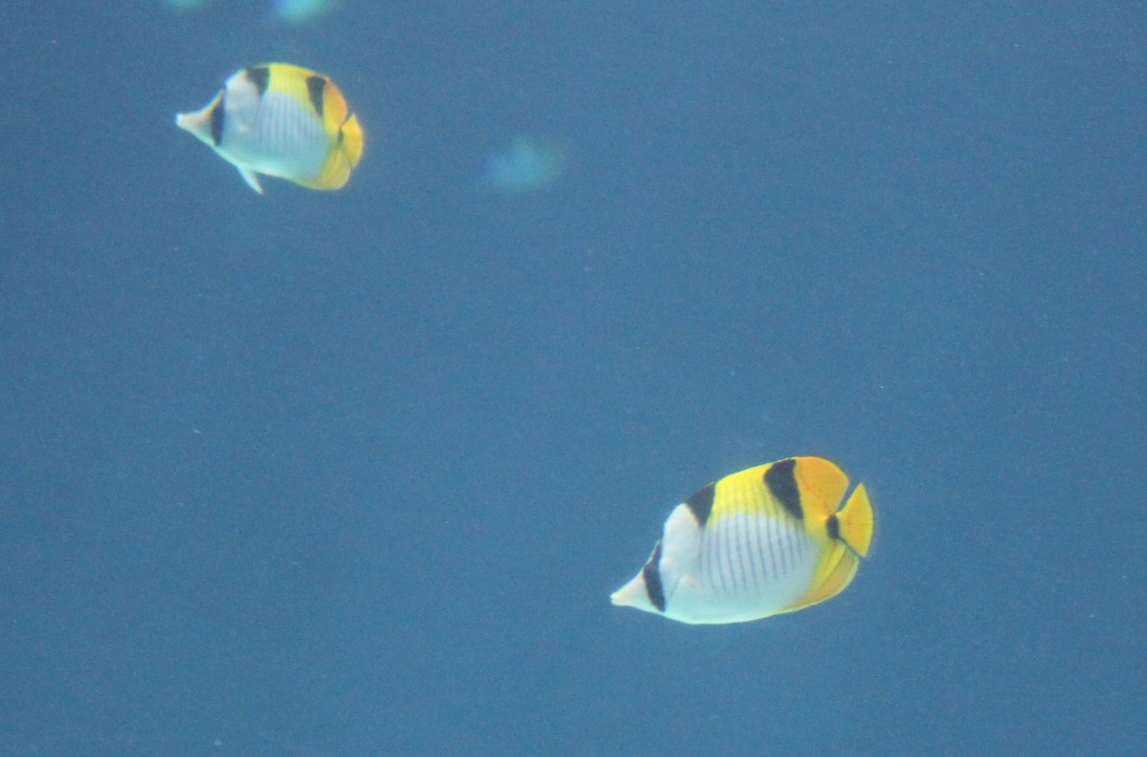 Black-wedged butterflyfishes