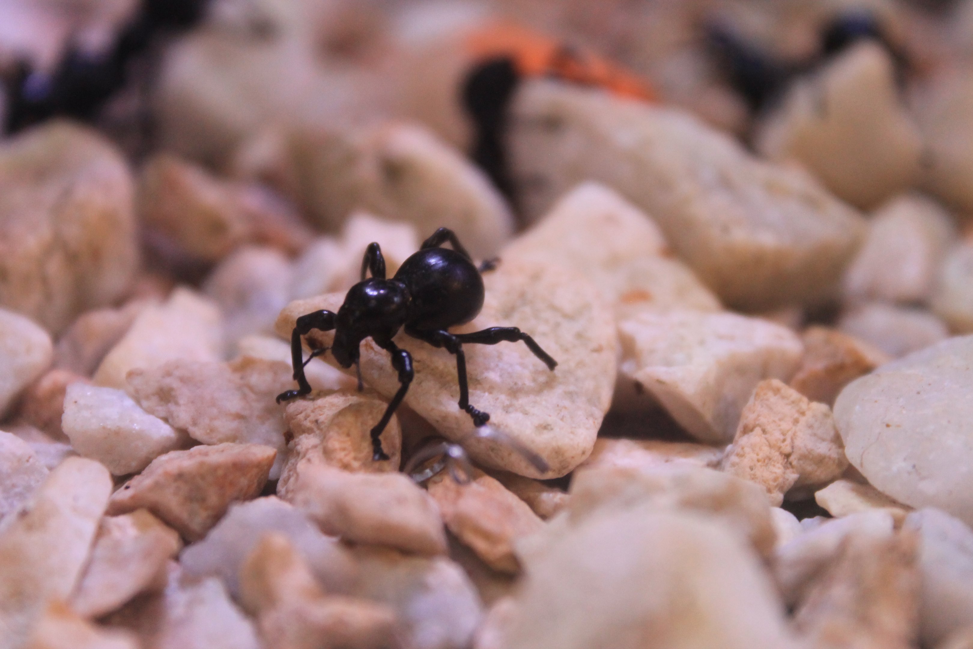 Black Weevil (Pachyrhynchus infernalis)