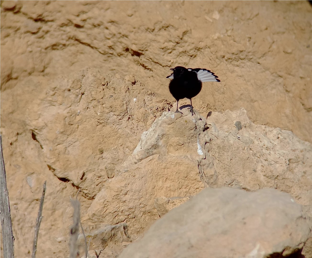 Black Wheatear (Oenanthe leucura leucura)
