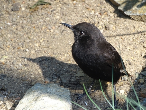 Black Wheatear (Oenanthe leucura)