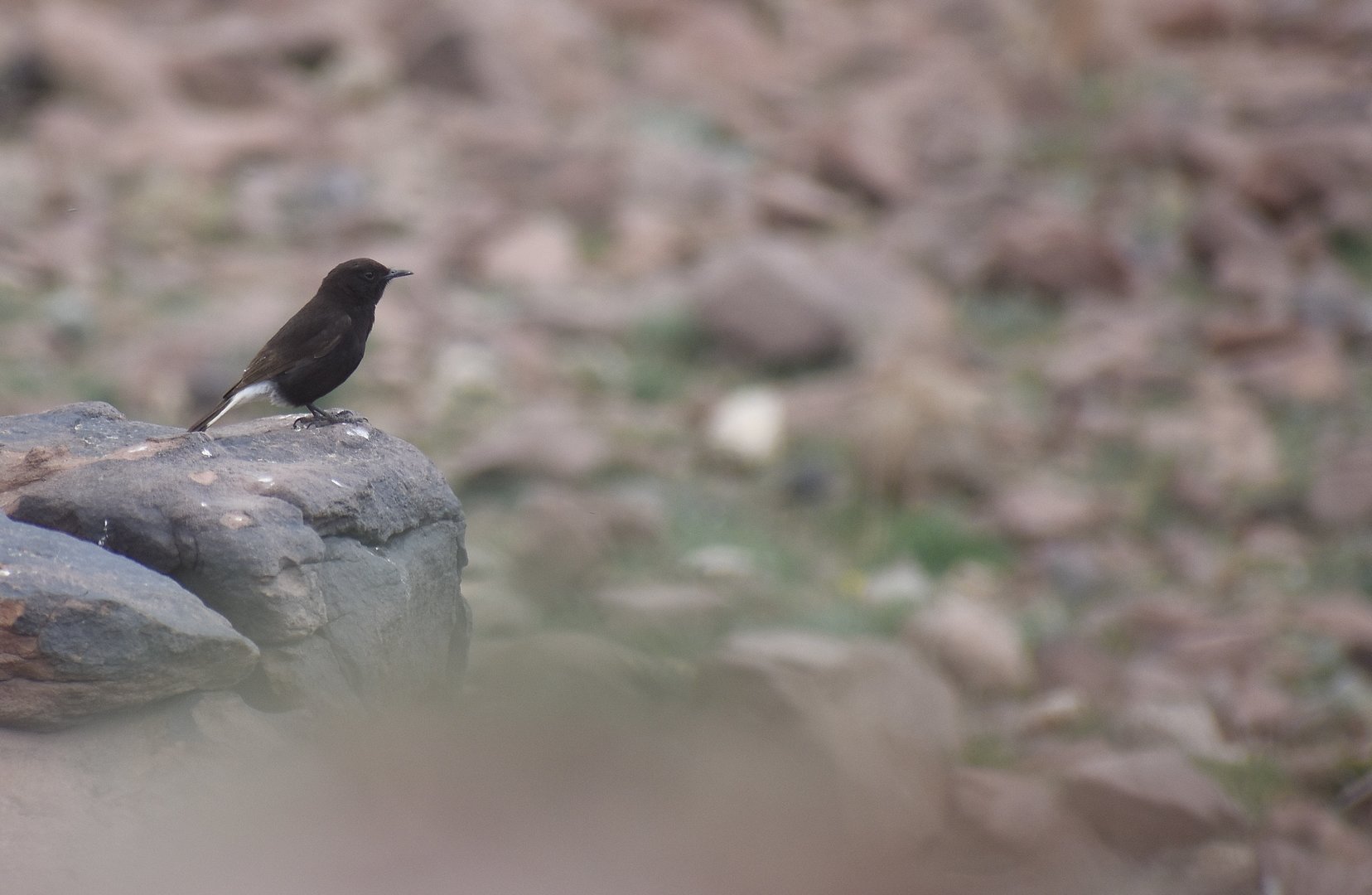 Black wheatear - (Vallée de l'Oukaïmeden)