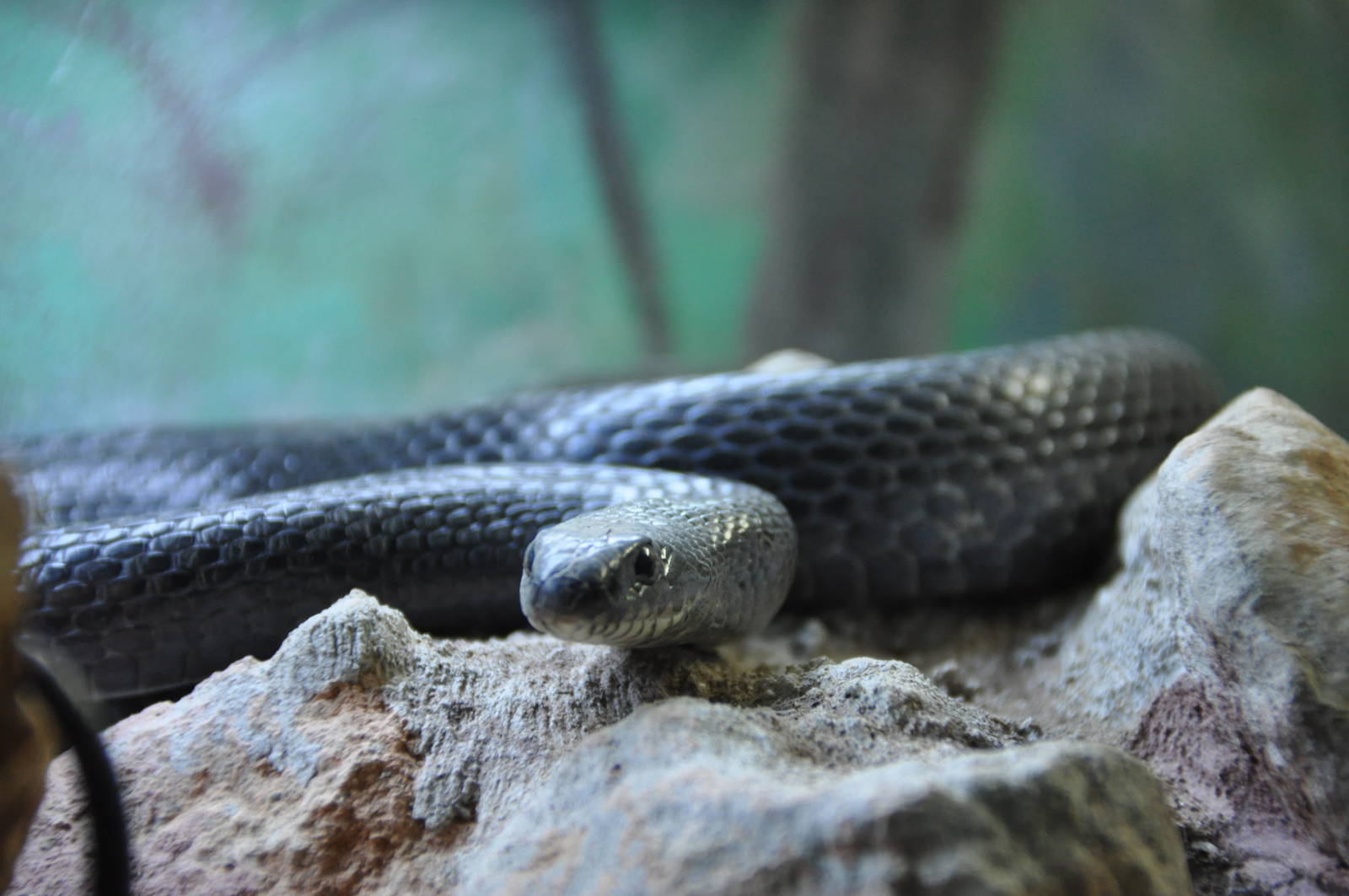 Black whip snake/ Coluber jugularis