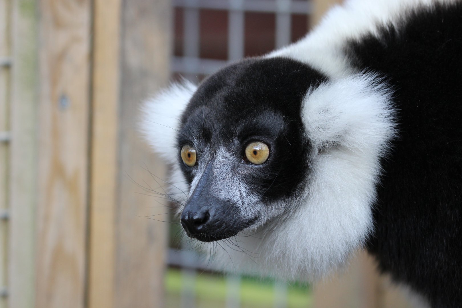 Black & White Belted Lemur