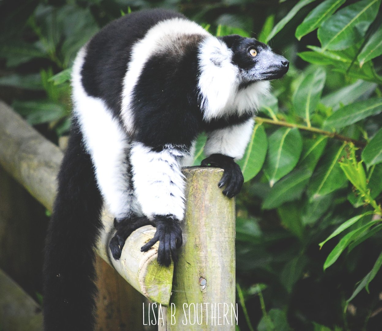 Black & White Belted Ruffed Lemur