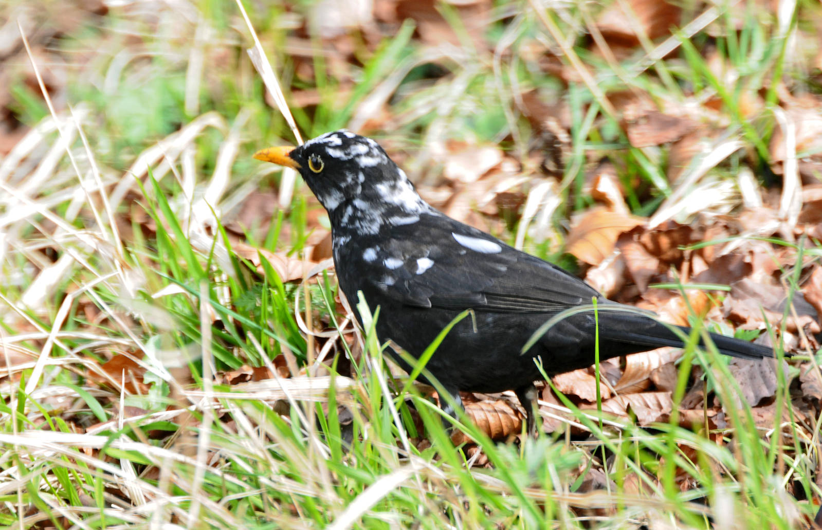 Black & White Blackbird