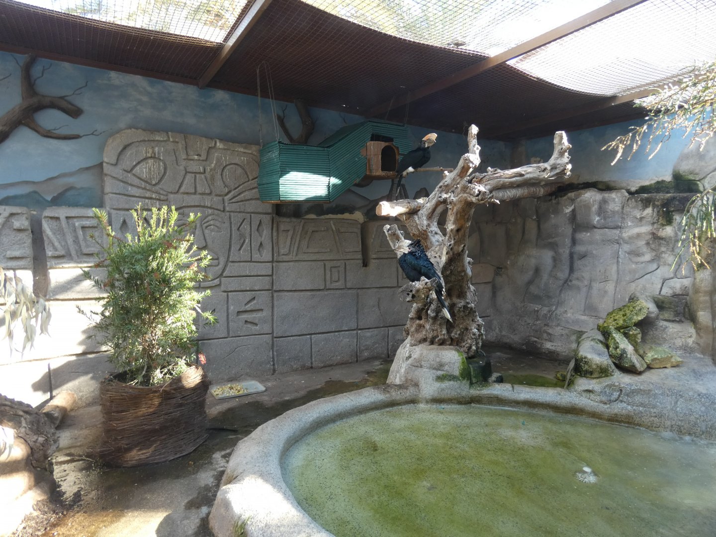 Black & White Casqued Hornbill enclosure
