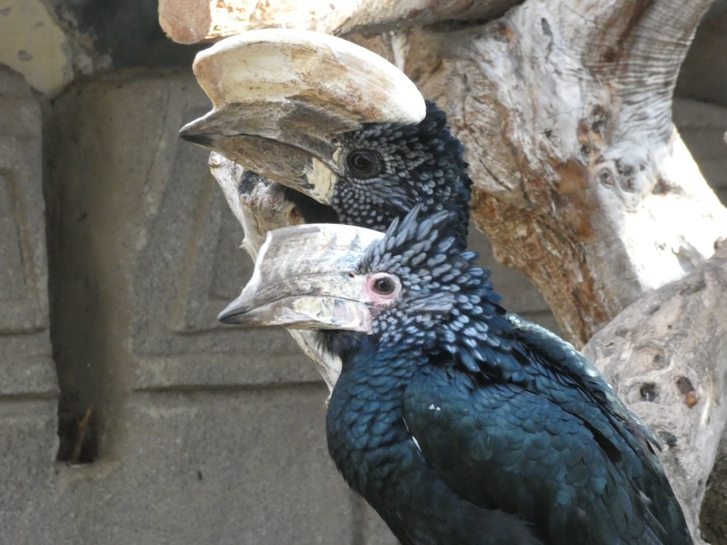 Black & White Casqued Hornbill pair