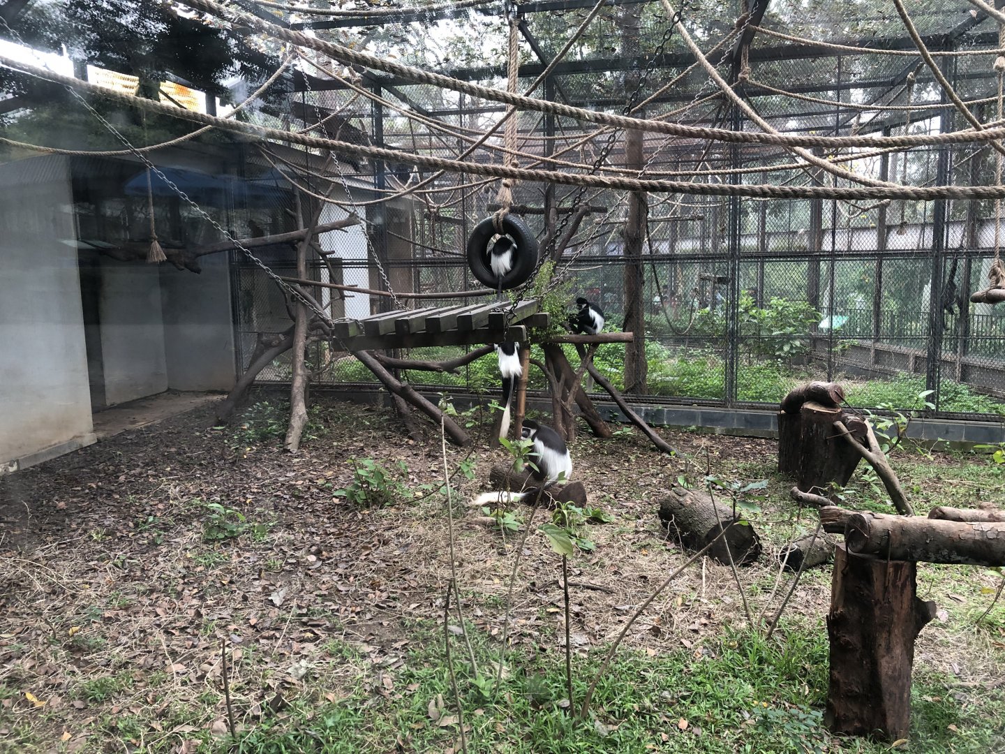 Black & White Colobus Exhibit
