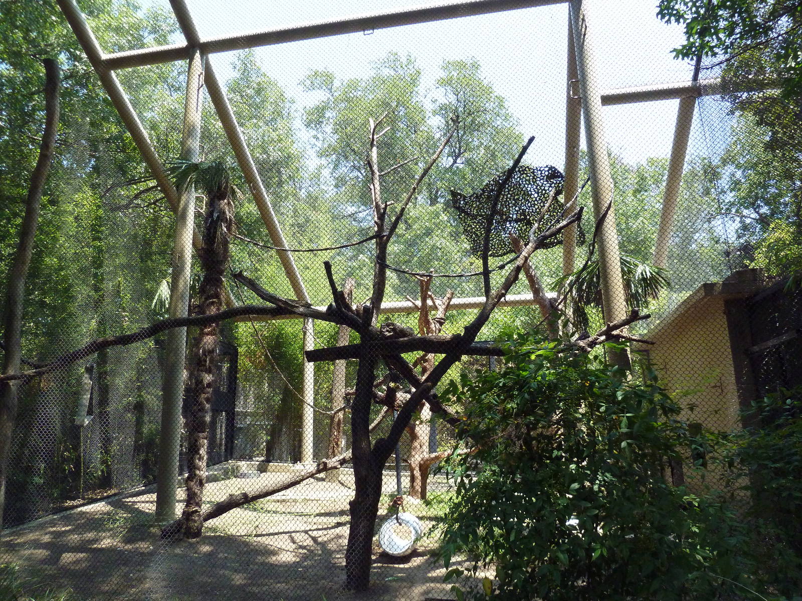 Black + White Colobus Monkey Exhibit
