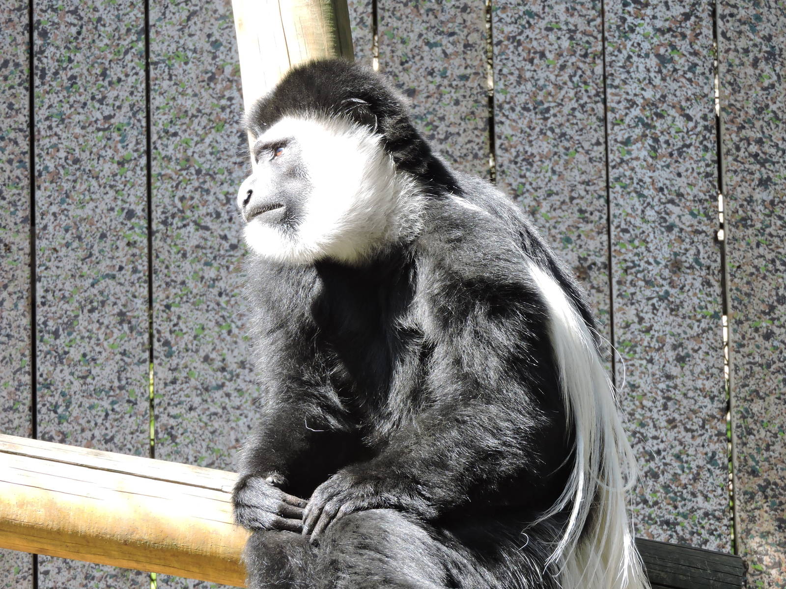 Black & White Colobus Monkey