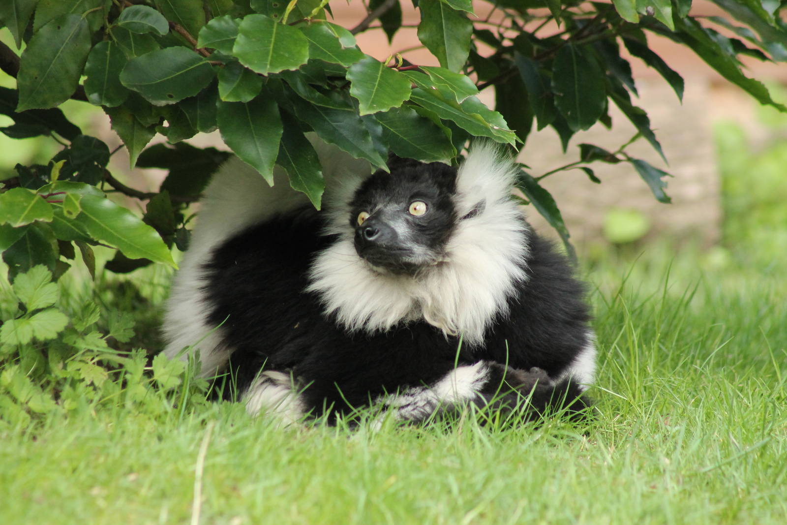 Black & White Ruffed Lemur - 13th April 2014